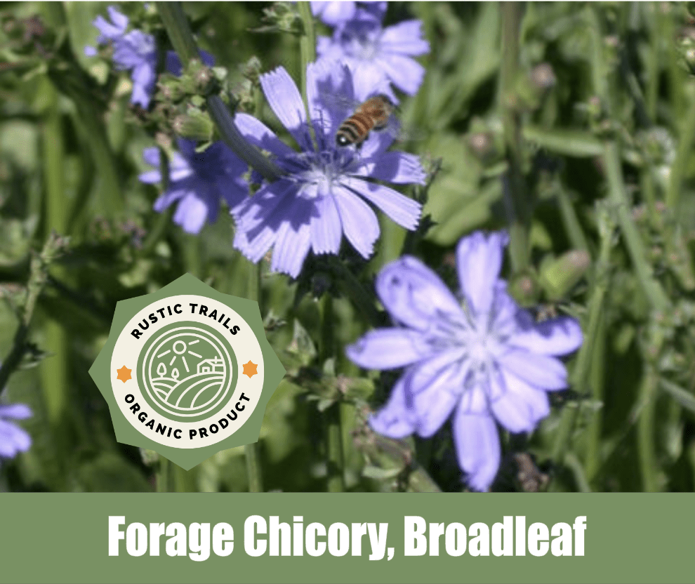 Forage Chicory, Broadleaf